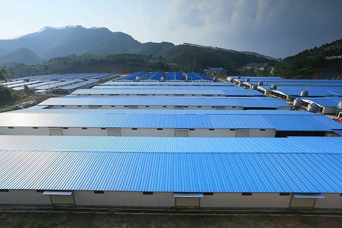 乳鴿食材批發(fā)廠家哪家好 ？ 