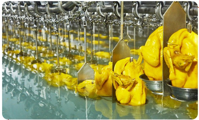 餐館如何選購白切雞食材供應(yīng)商？