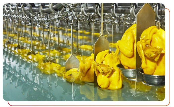 作為白切雞食材供應(yīng)商需要注意什么？